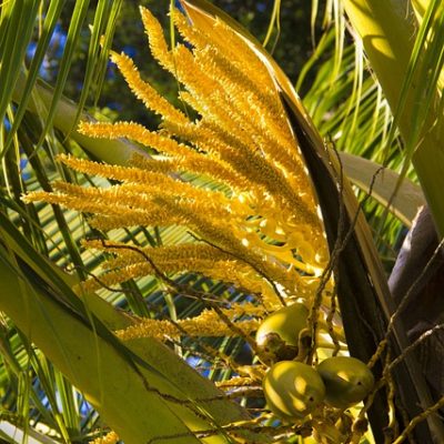 Fleur de cocotier ercus